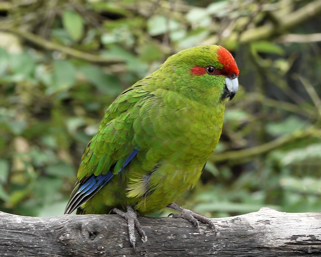A green parrot with red head