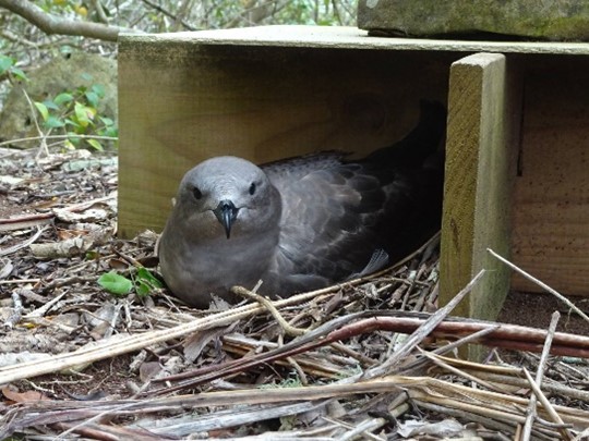 A grey bird sitting in a wooden box on the ground