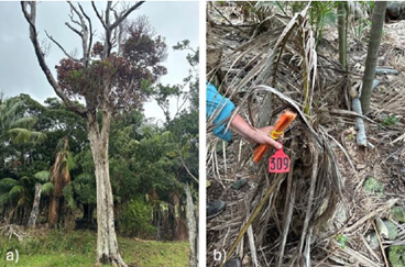 (a) Phytophthora cinnamomic-positive tree with dieback in Soldier’s Creek drainage area  (b) Phytophthora cinnamomic-positive palm with dieback on the Mt Gower track
