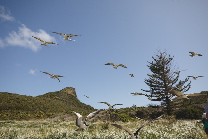 Sooty terns at North Bay, Lord Howe Island